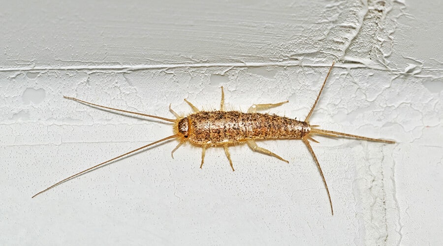 A close up of a silverfish on a white background