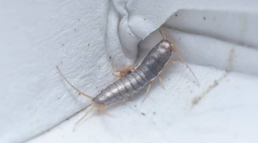 Silverfish in. damp corner